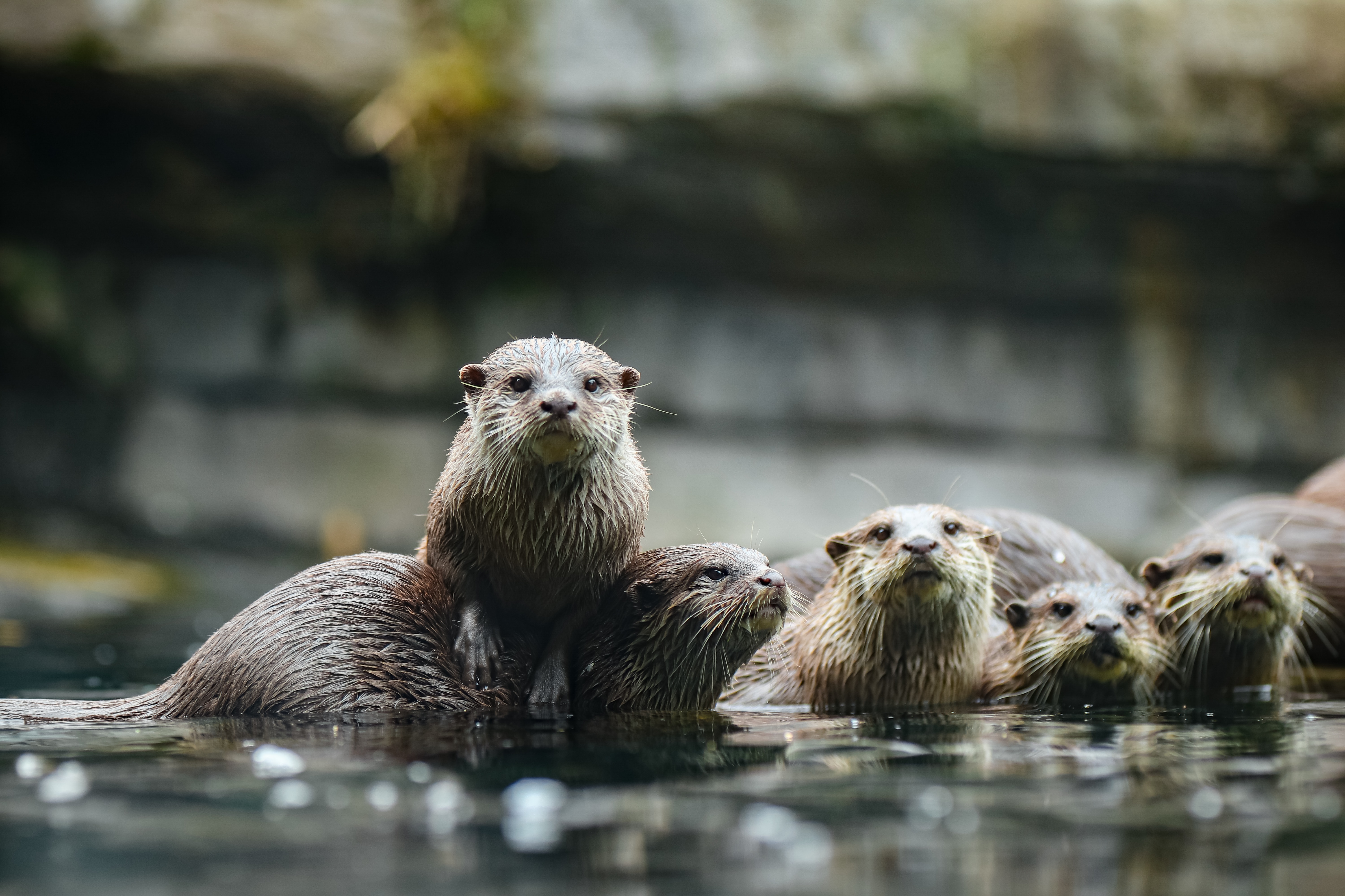 Otter