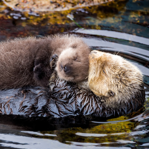 Otter pup sleeping on his mother